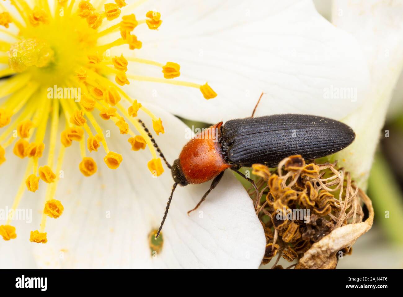 Click Beetle (Ampedus collaris) Stock Photo
