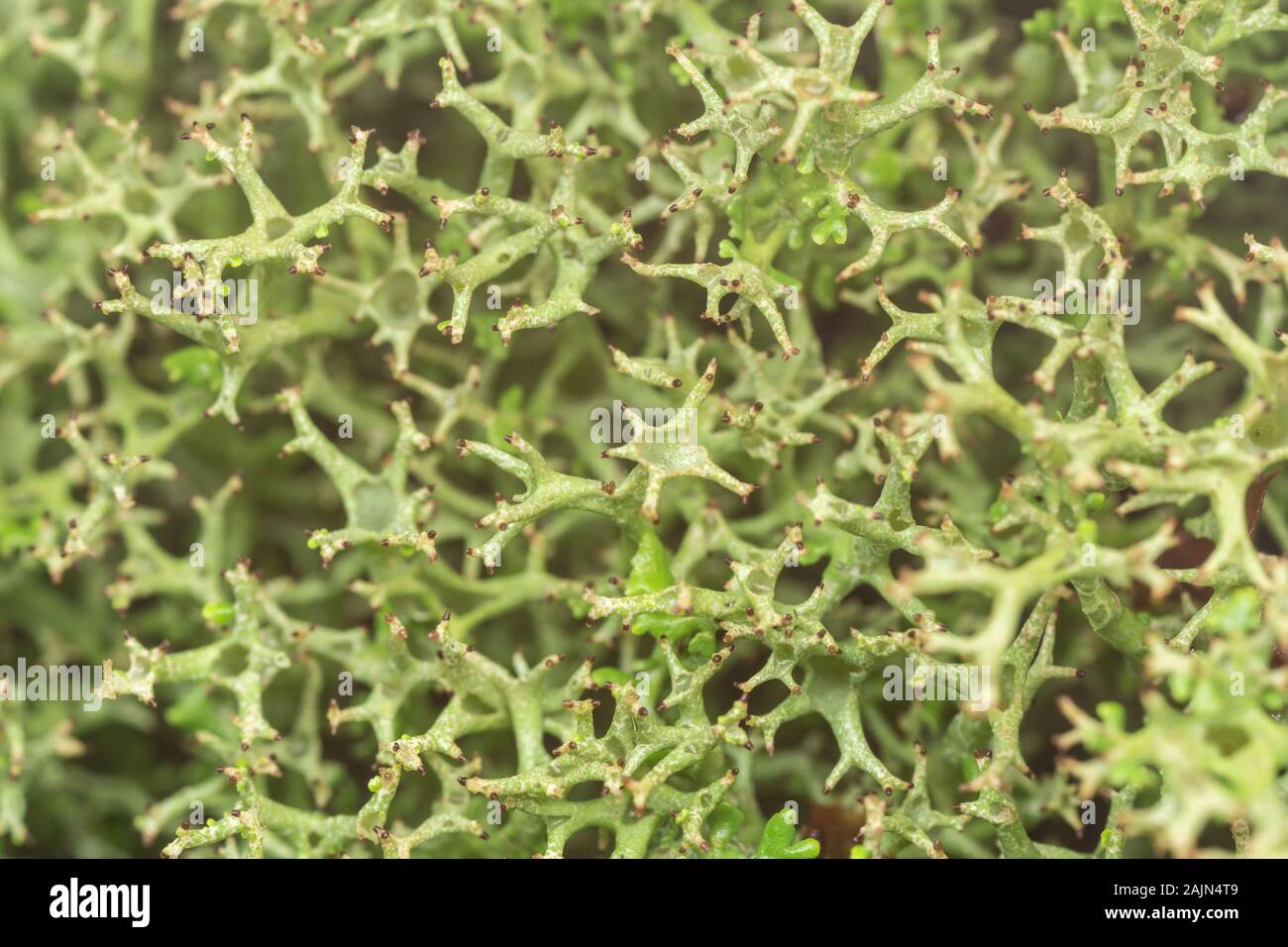 Many-forked Cladonia (Cladonia furcata) Stock Photo