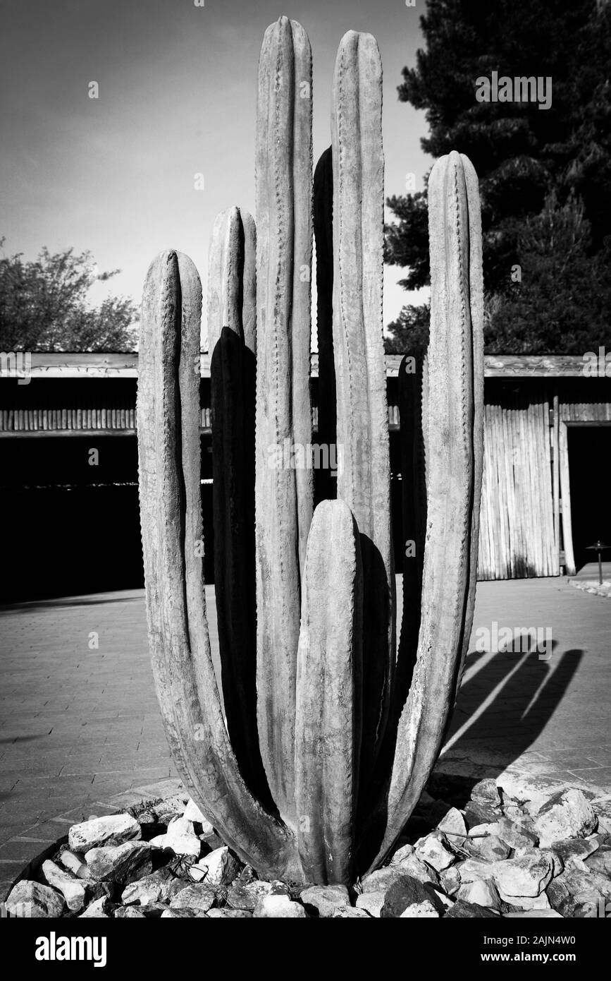 An artist creation of a Cereus Cactus made of metal with incredible detail and seemingly real, in the courtyard of artists compound, in Tubac, AZ, in Stock Photo
