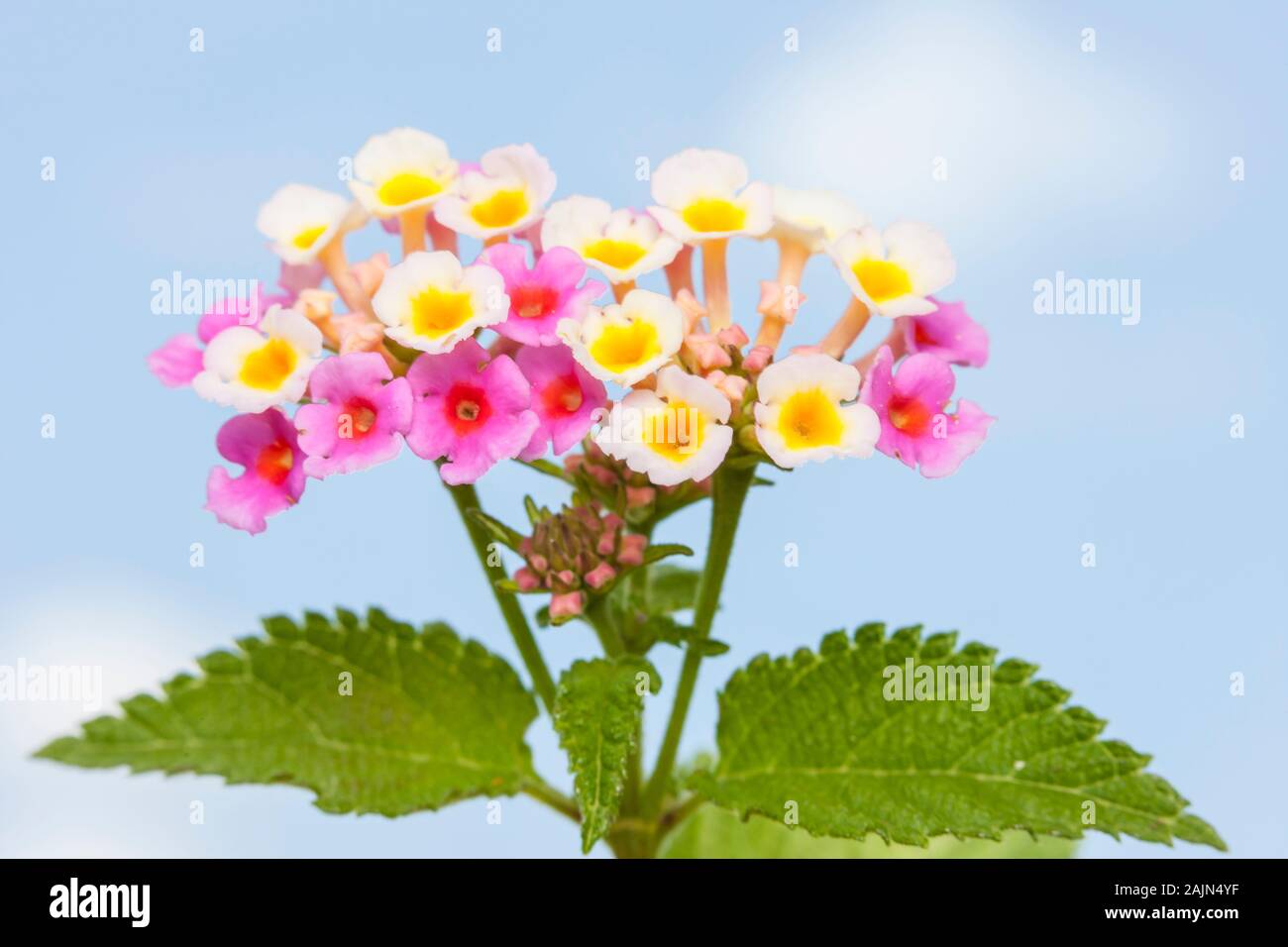 Lantana (Lantana strigocamara) Stock Photo