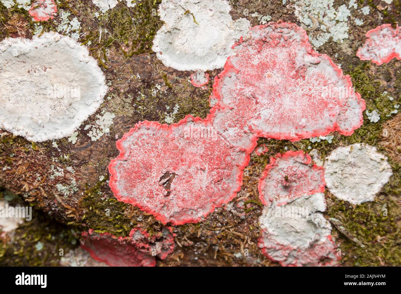 Christmas Lichen (Herpothallon rubrocinctum) Stock Photo