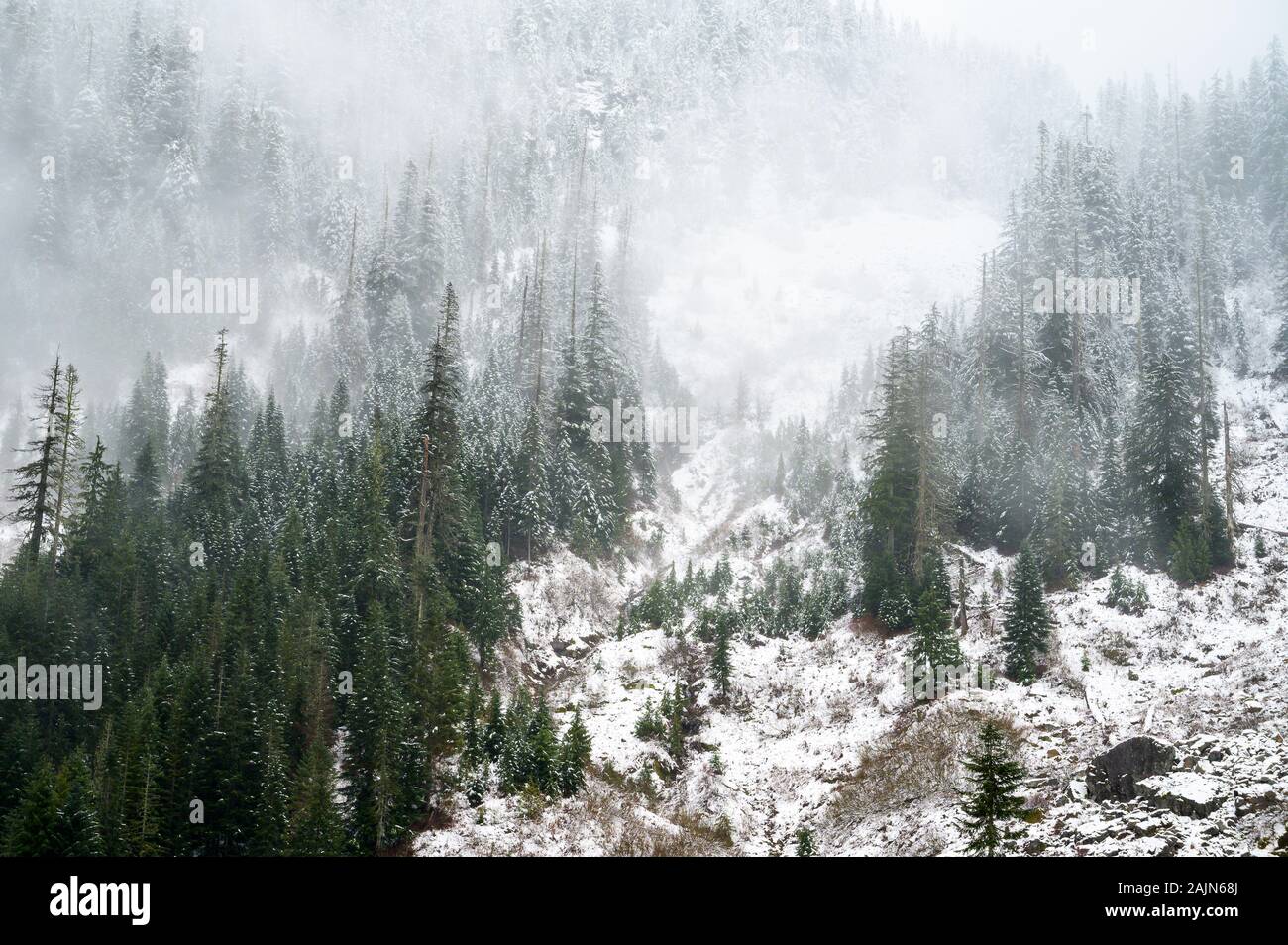 Foggy Mountain Trees With Snow Falling Stock Photo