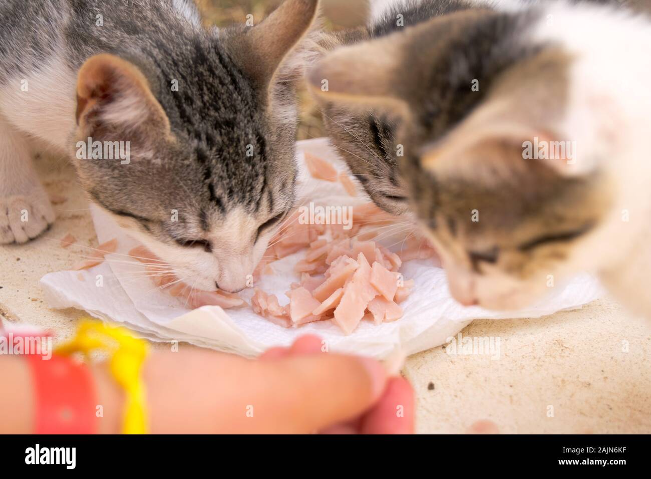 kitties rescued. Feeding abandoned stray cats left behind. Street animals in need for medical care and food. Helping abandoned animals. Stock Photo