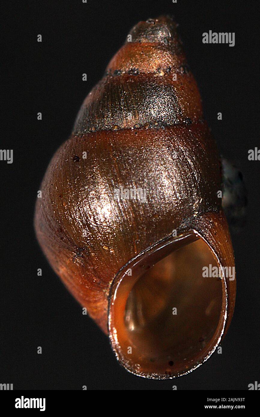 Mud snail hires stock photography and images Alamy