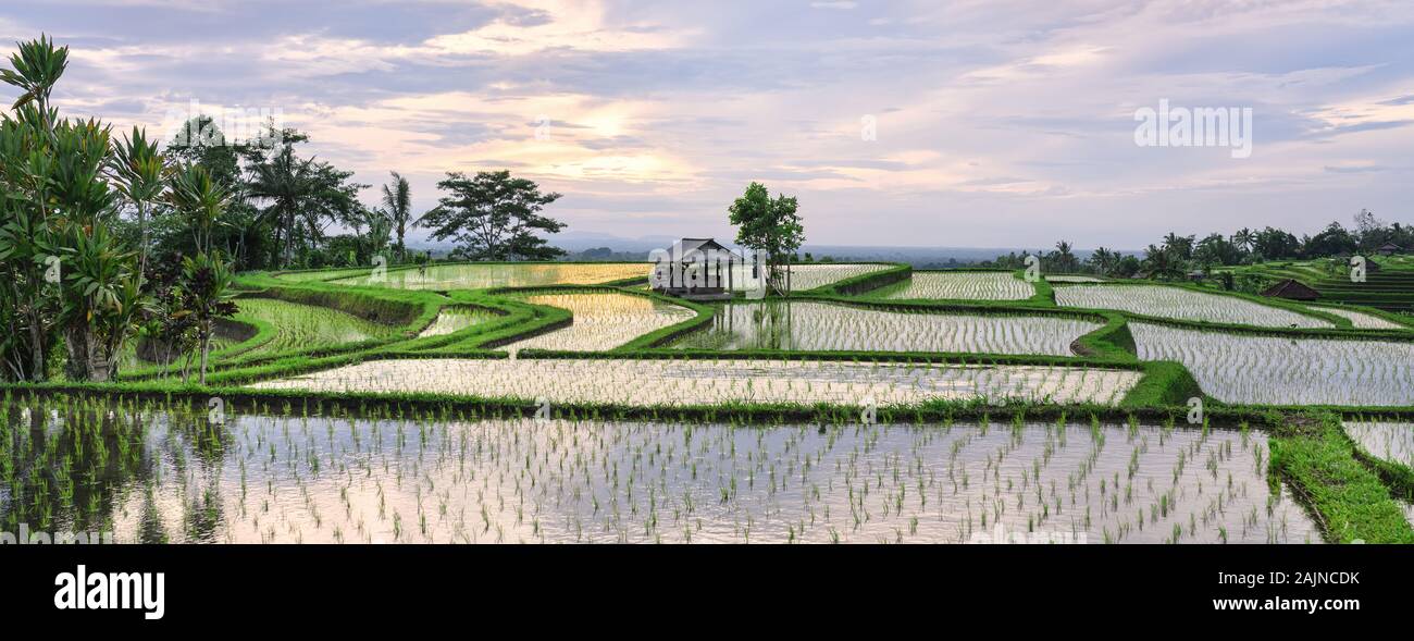 (Selective focus) Stunning view of the Jatiluwih rice terrace fields with a farmer hut's. Jatiluwih rice fields are a series of rice paddies located i Stock Photo