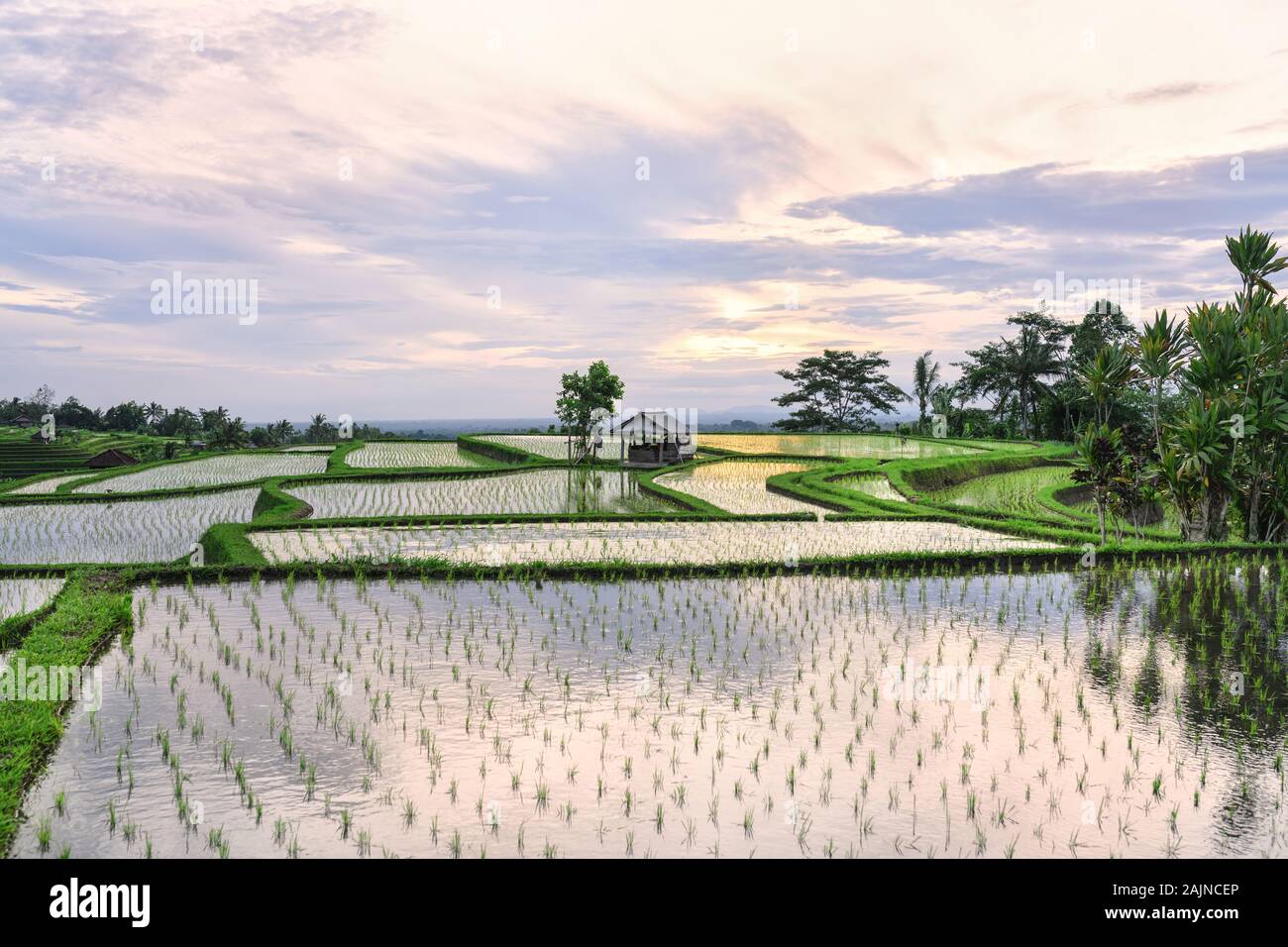 (Selective focus) Stunning view of the Jatiluwih rice terrace fields with a farmer hut's. Jatiluwih rice fields are a series of rice paddies located i Stock Photo
