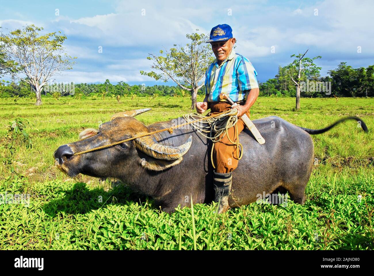 Rizal, Palawan, Philippines: Proud old happy farmer riding a philippine water buffalo, called carabao, in the rice fields Stock Photo