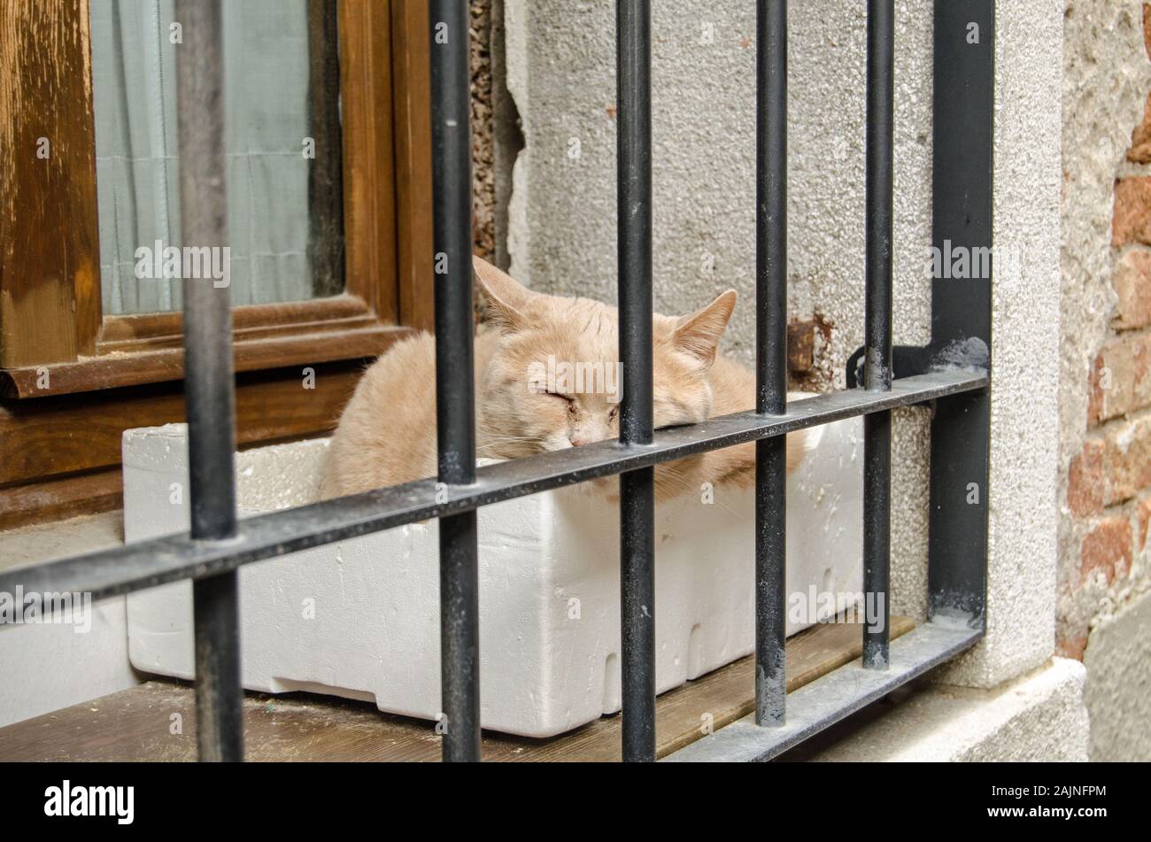 Elderly cat sleeping in a polystyrene box on a windowledge protected by bars on a street in Venice, Italy. Stock Photo
