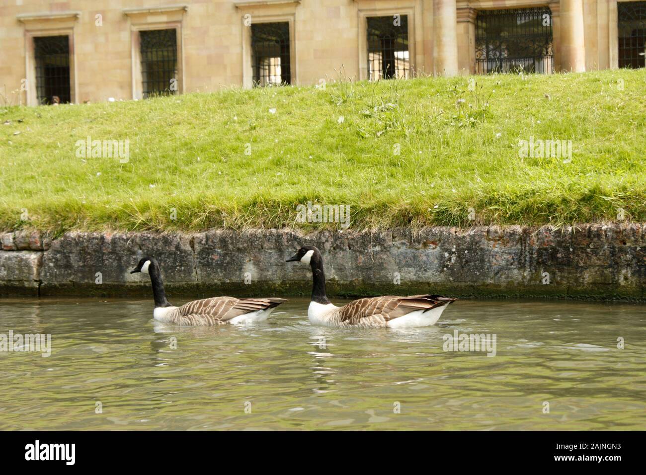 Ducks swimming in cambridge River Stock Photo