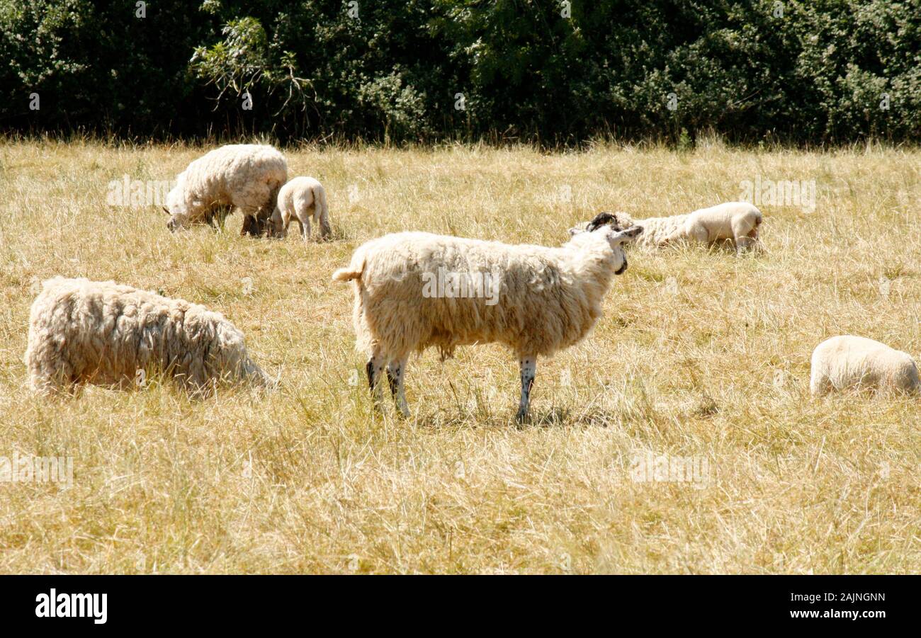 herd of sheep straying in farm Stock Photo