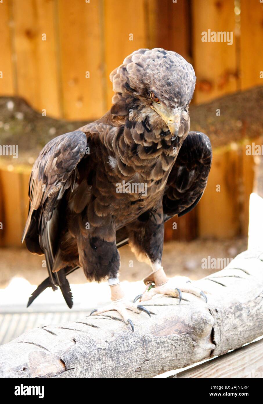bird displayed in Cotswold Falconry Centre Stock Photo