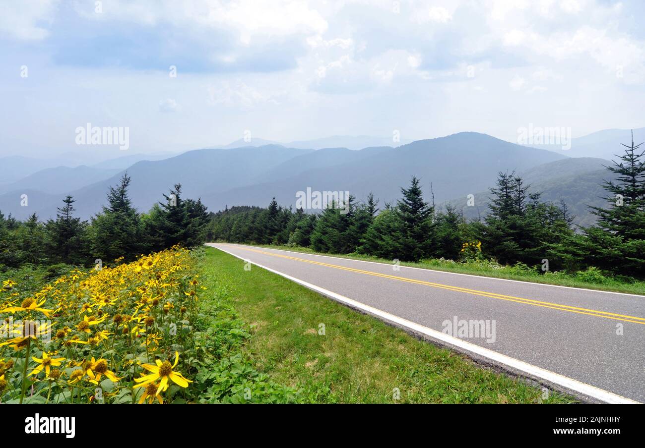 Great smoky mountains wildflowers hires stock photography and images