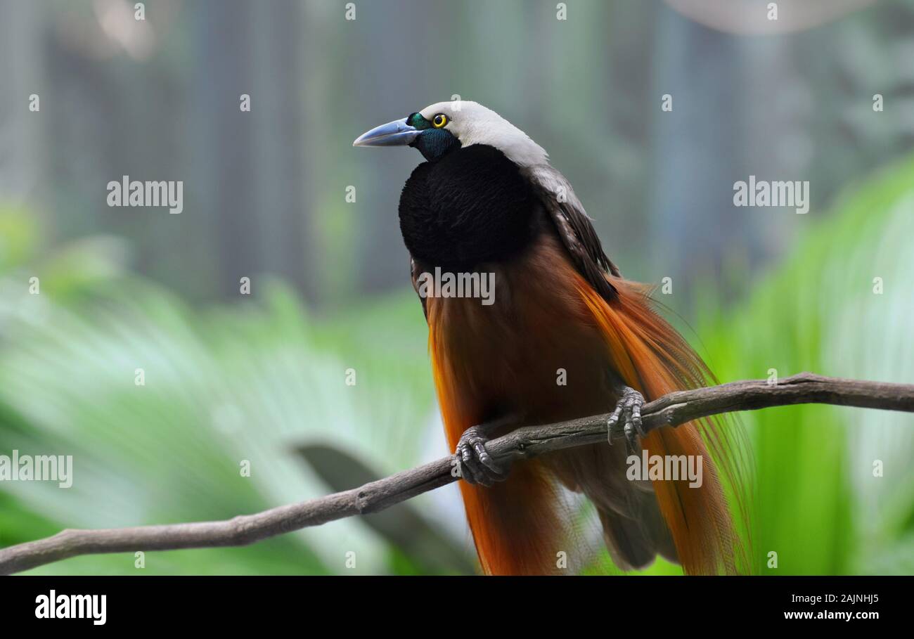Bird of paradise hi-res stock photography and images - Alamy