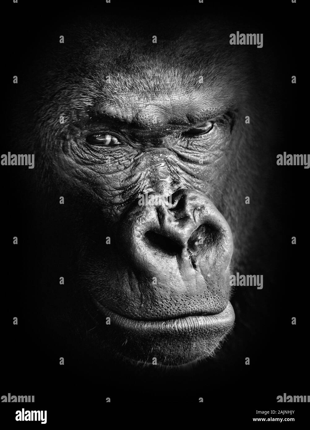 Black and white high contrast animal portrait of a pensive gorilla face isolated in shadows Stock Photo