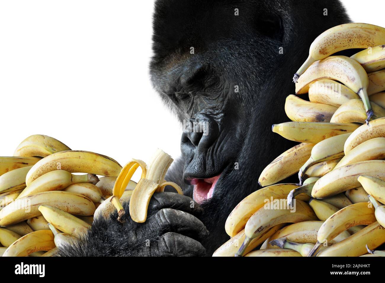 Big hungry gorilla eating a healthy snack of bananas for breakfast, isolated on white background Stock Photo