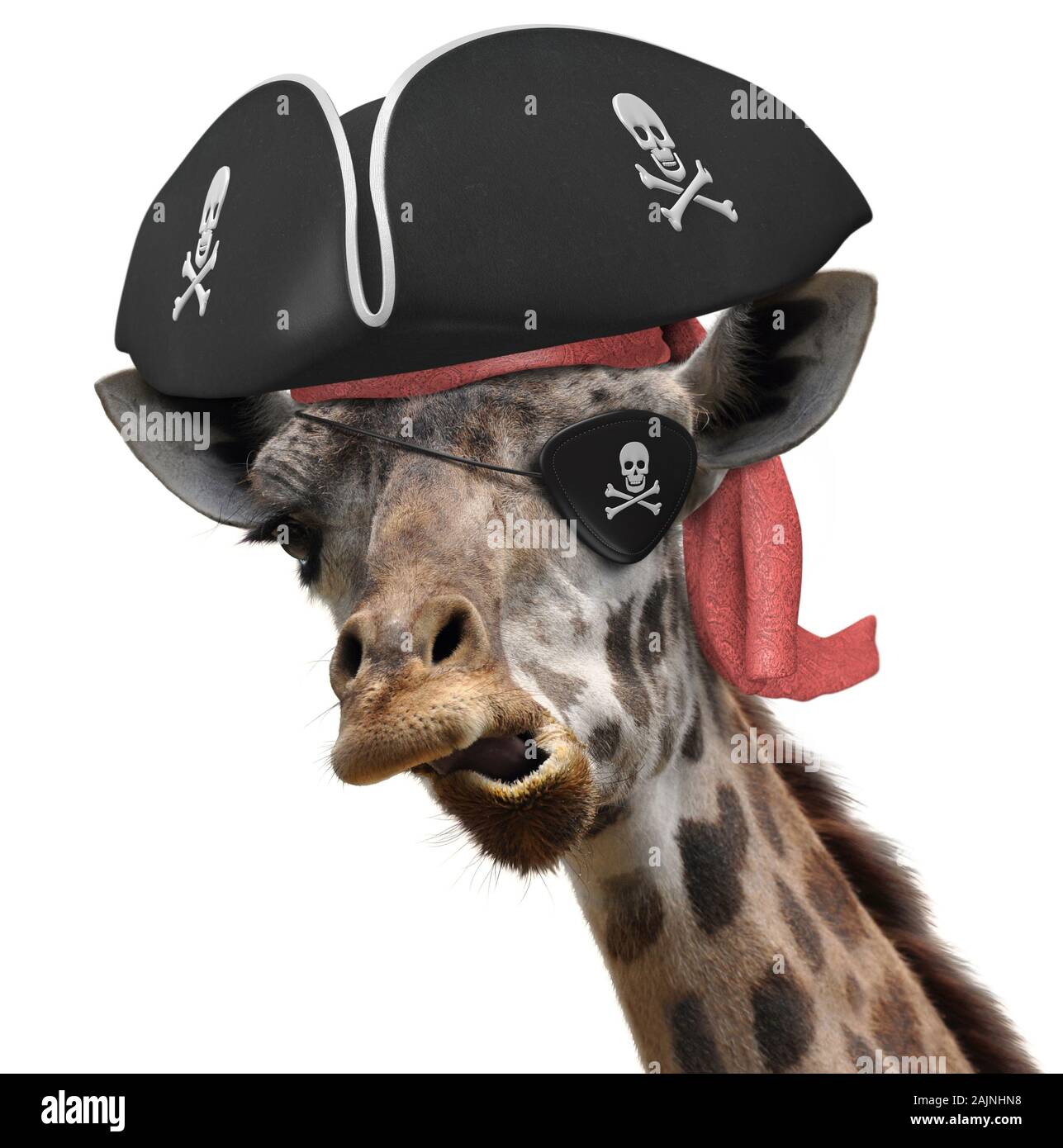 Funny animal picture of a cool giraffe wearing a pirate hat and eyepatch with crossbones Stock Photo