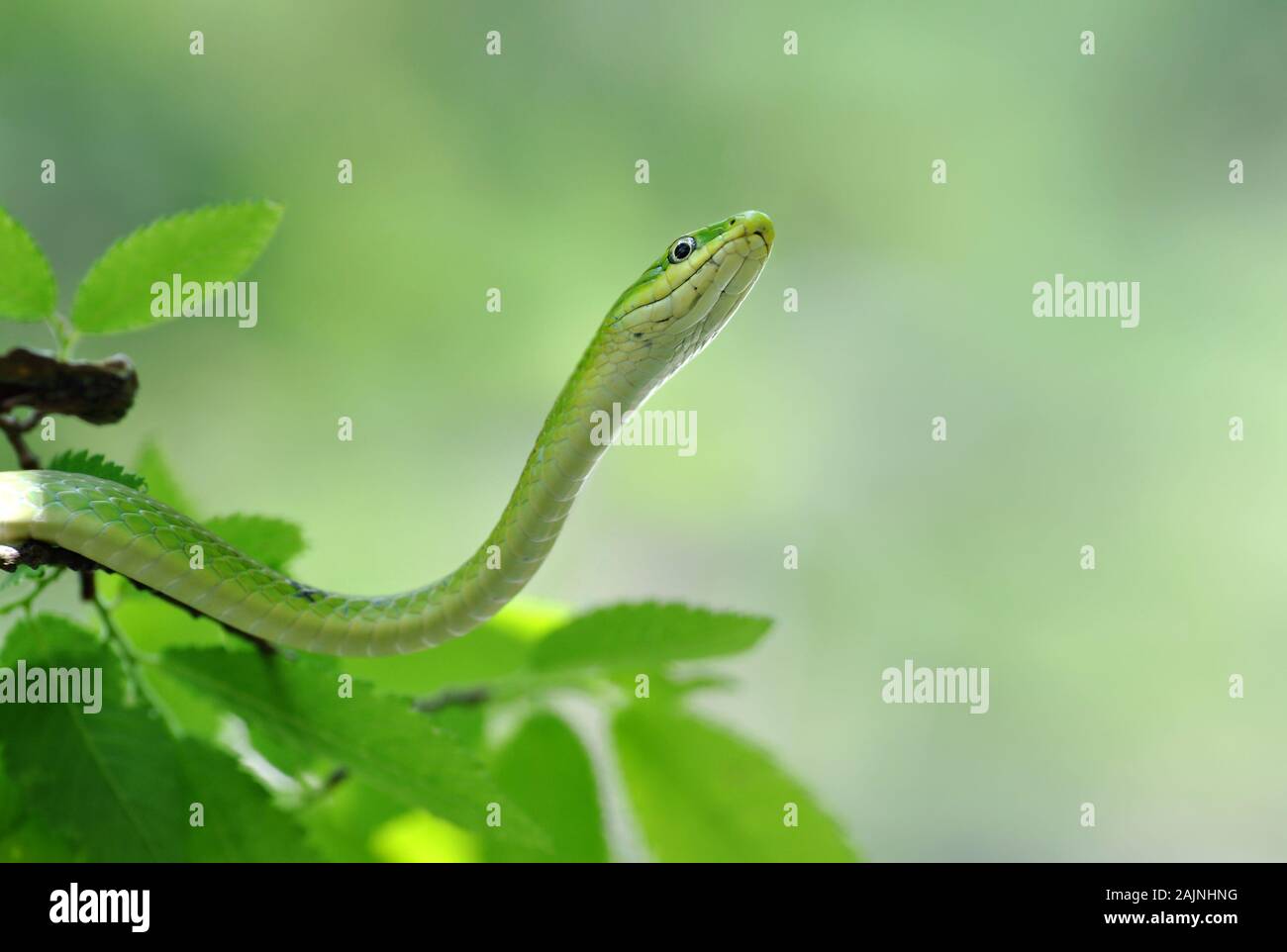 Closeup macro of a harmless green snake on a leafy branch Stock Photo