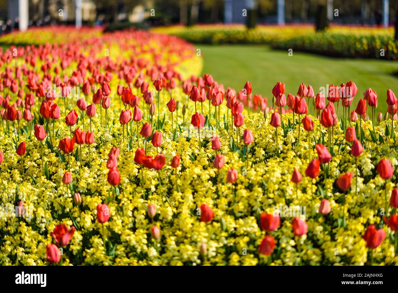 Red tulips near Buckingham Palace in London Stock Photo