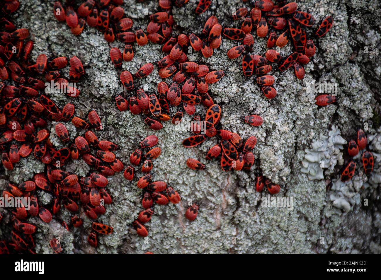 Many firebugs on a tree in different stages of development. Close-up photo insect beetles firebug. Beetles with a red spotted back. Beetle bugs Stock Photo