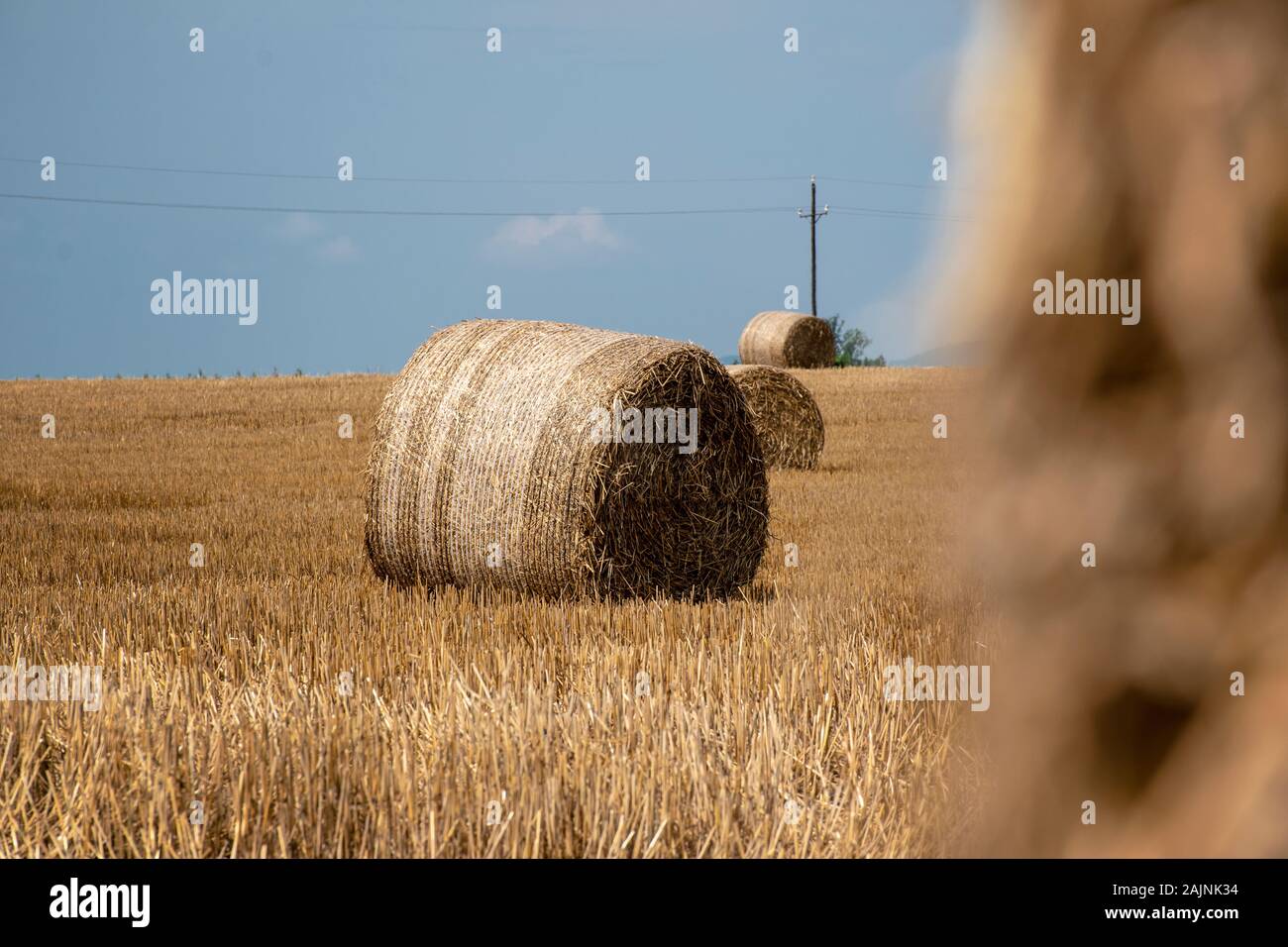 Straw bales, haystack on a field after summer harvest in a sunny day ...