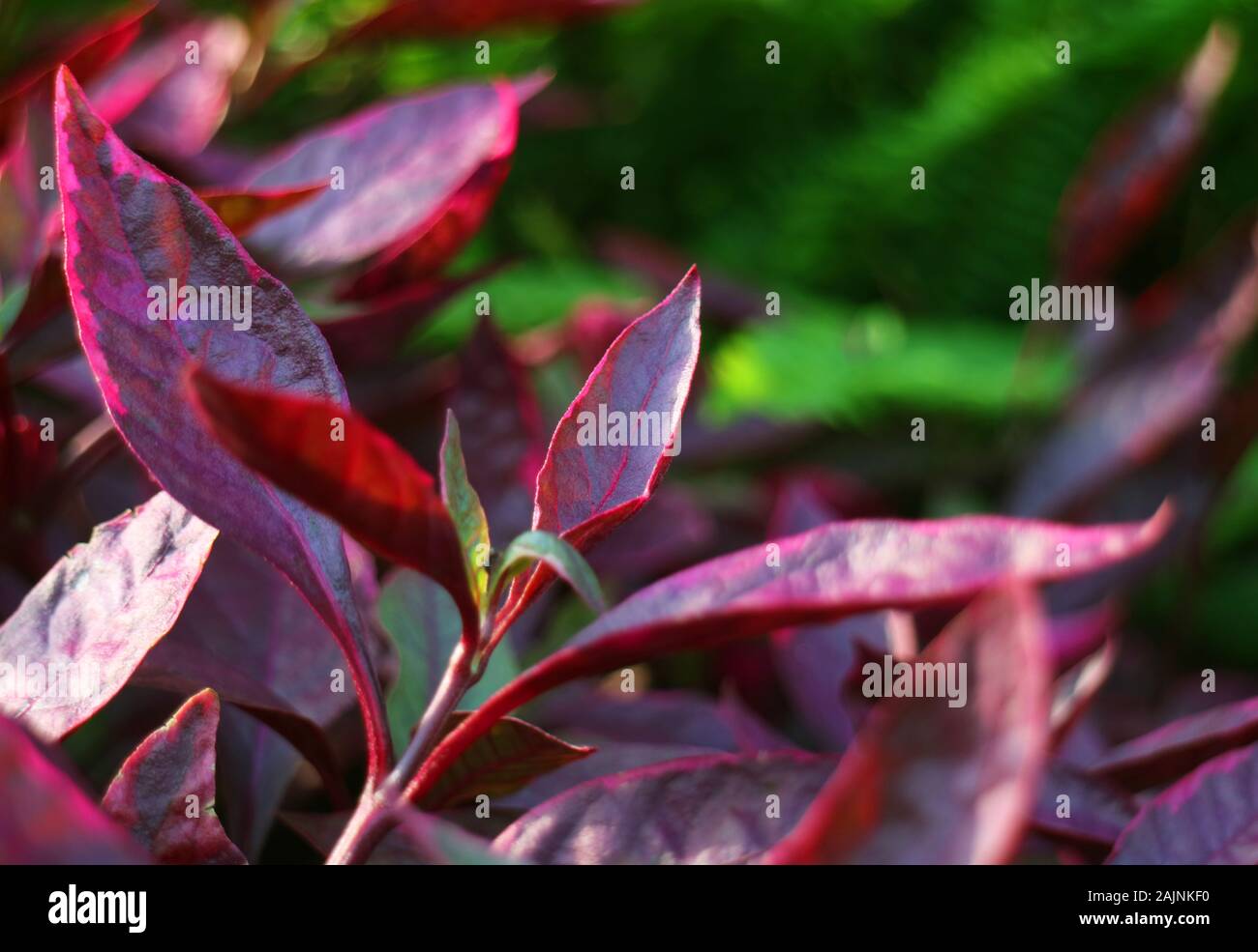 Closeup purple leaves of the tropical plants with green foliage in the backdrop Stock Photo
