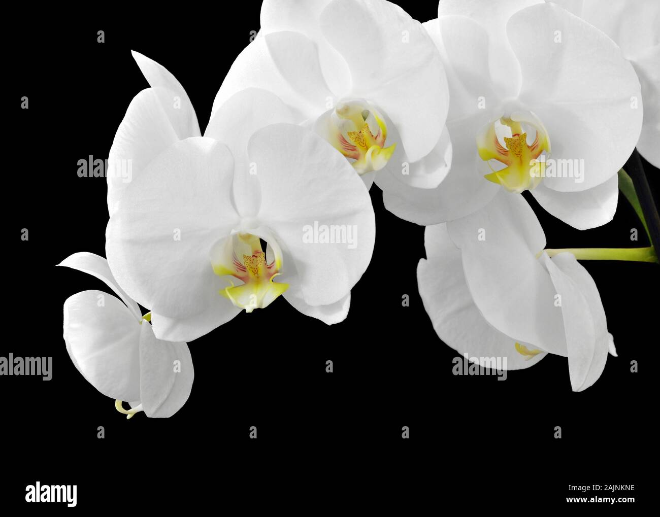 White Phalaenopsis orchid flowers isolated on a black background Stock Photo