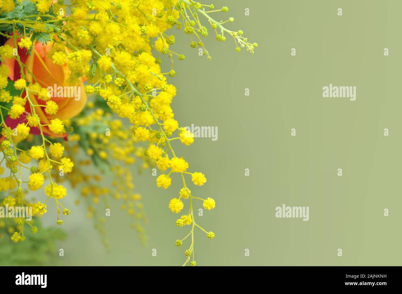 Yellow mimosa flowers, the symbol of International Women's Day Stock