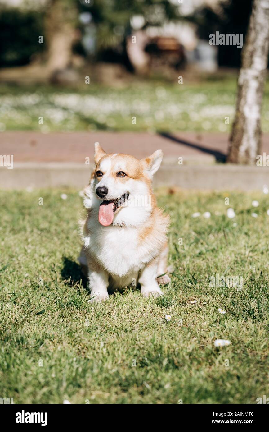 Welsh corgi pembroke walks hi-res stock photography and images - Alamy