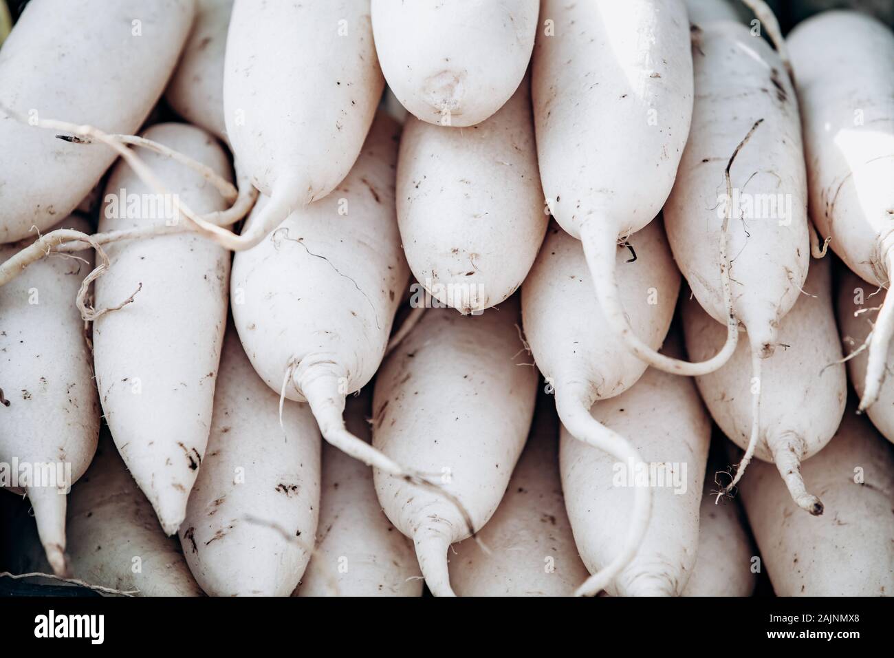 Lots of white daikon radish. White daikon radishes lie on top of each other. Stock Photo