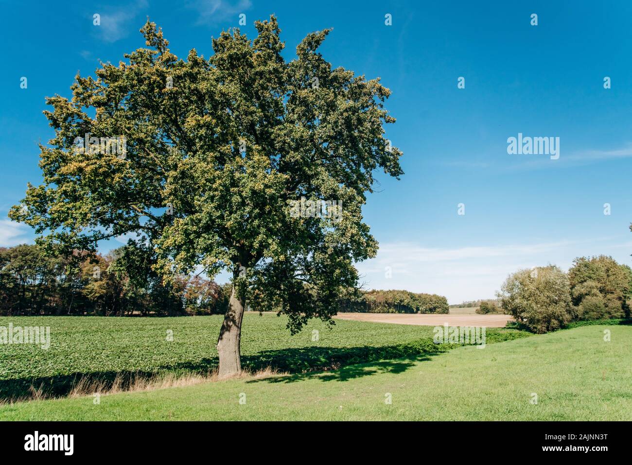 Field, tree and blue sky. Trees in a green field and a beautiful sky ...