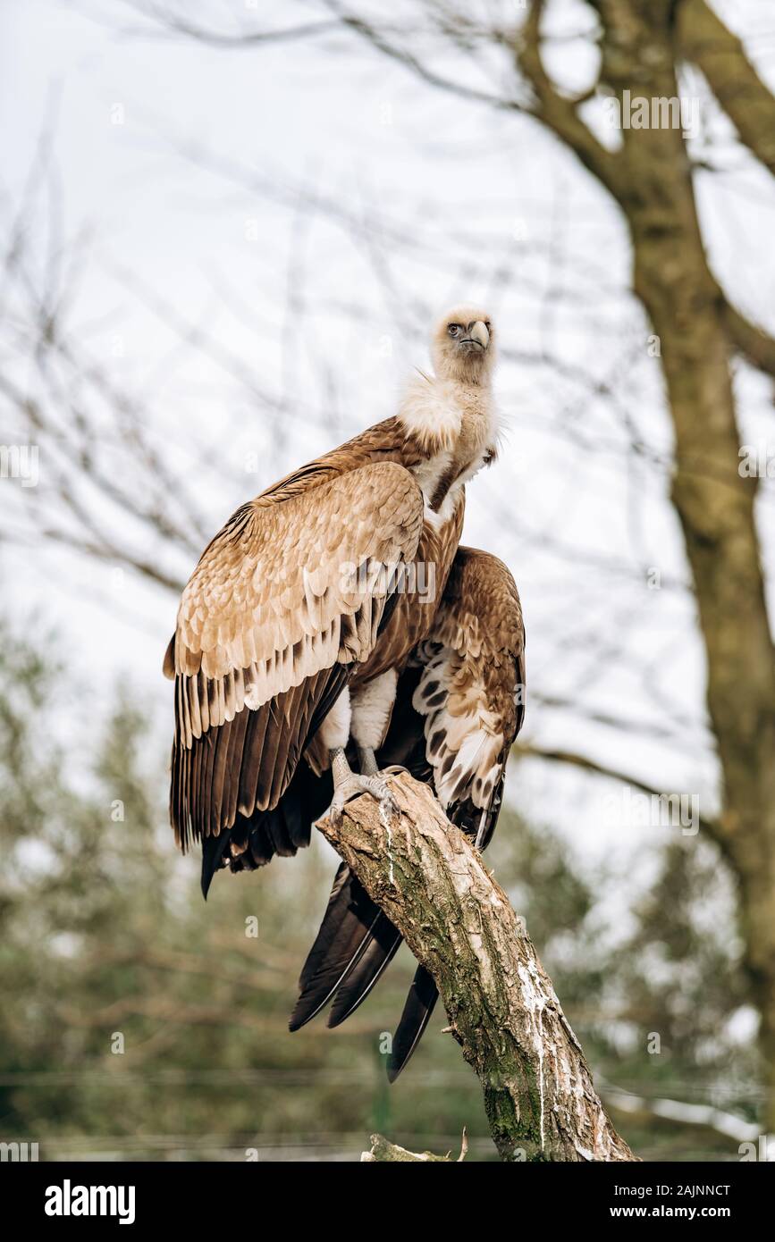 A vulture sits on a dry branch in search of prey Stock Photo Alamy