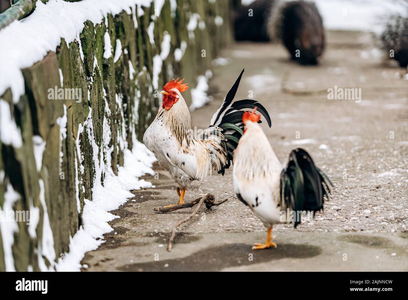 A beautiful domestic hen and a rooster walk in the Park on a winter day. Stock Photo