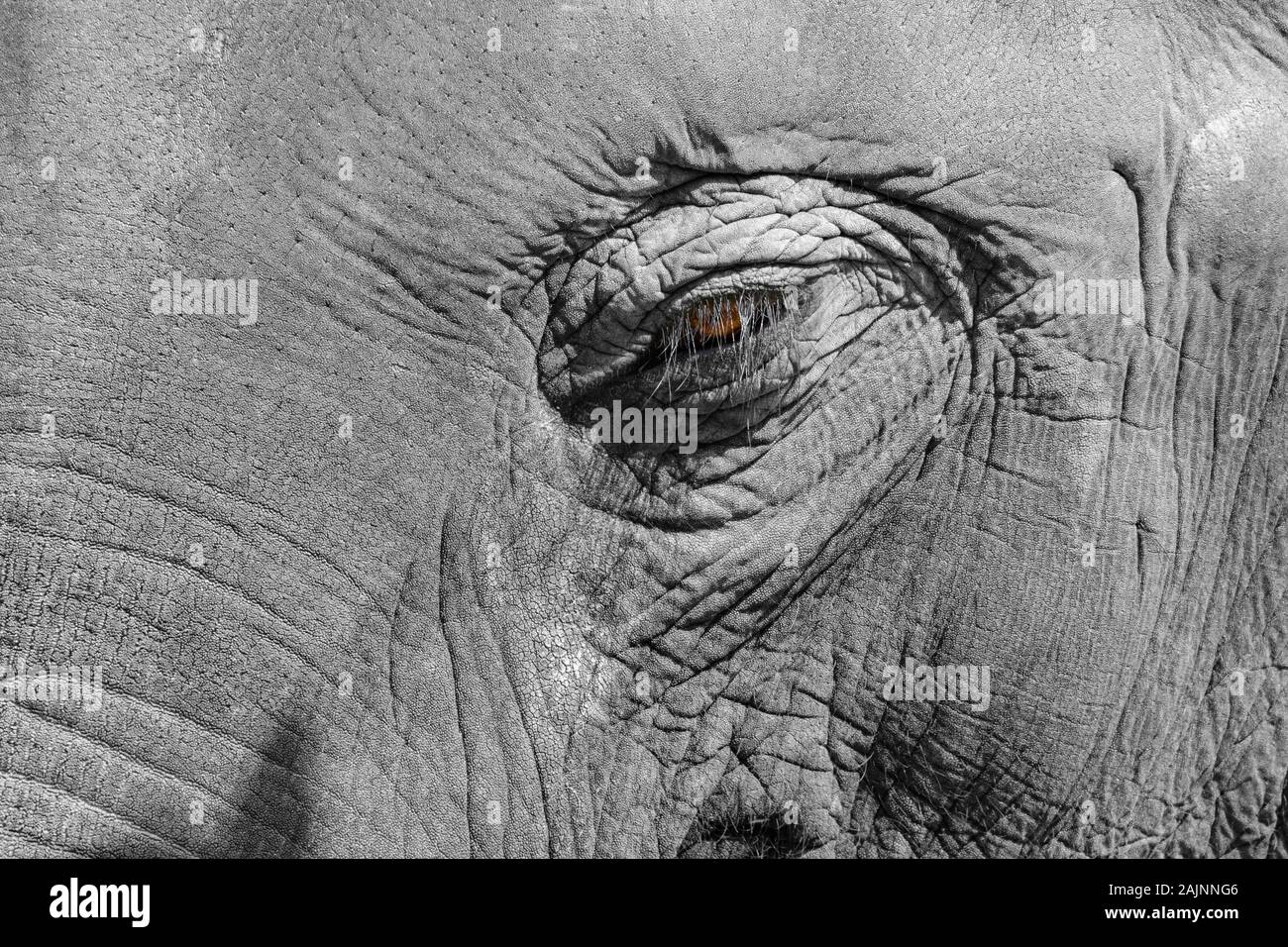 Detailed closeup of the eye of an intelligent old elephant Stock Photo