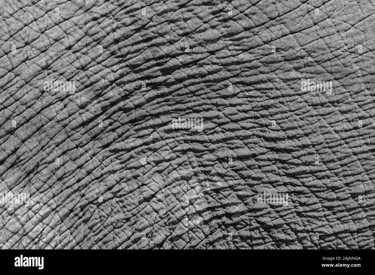 Wrinkled skin hi-res stock photography and images - Alamy