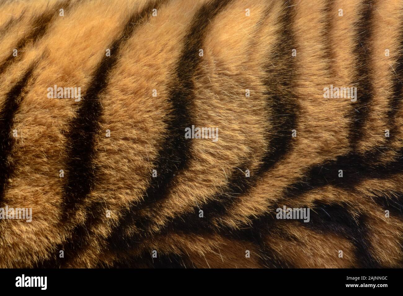 Orange and black striped tiger fur animal background pattern Stock Photo