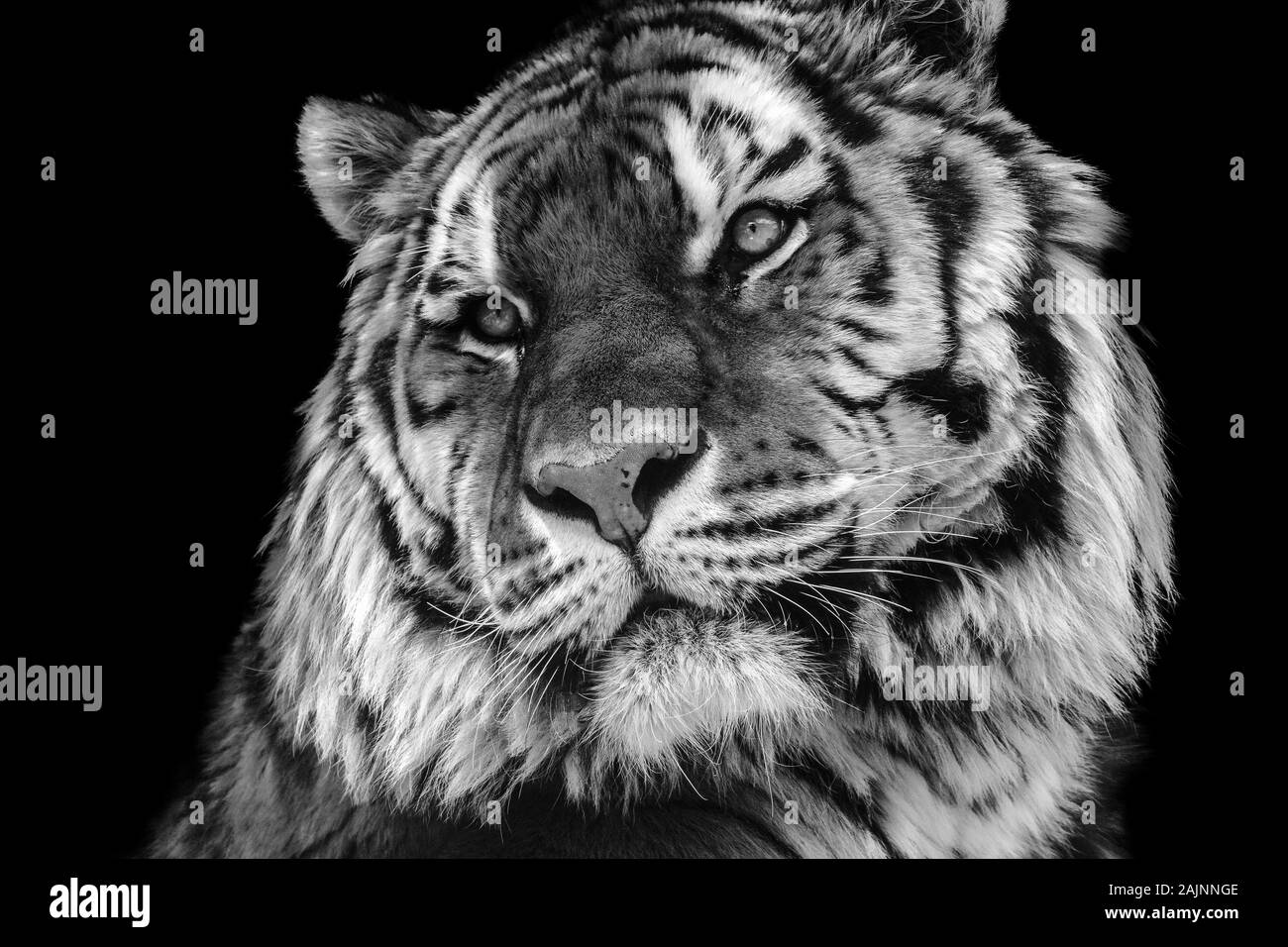 Bold contrast black and white tiger face close-up Stock Photo