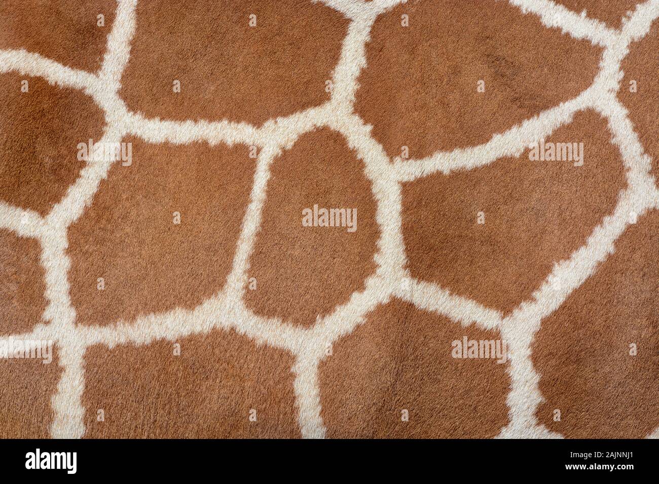 Animal skin background of the patterned fur texture on an African giraffe Stock Photo