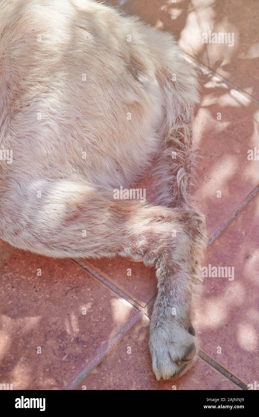 Dog tail with fungus disease close up view Stock Photo