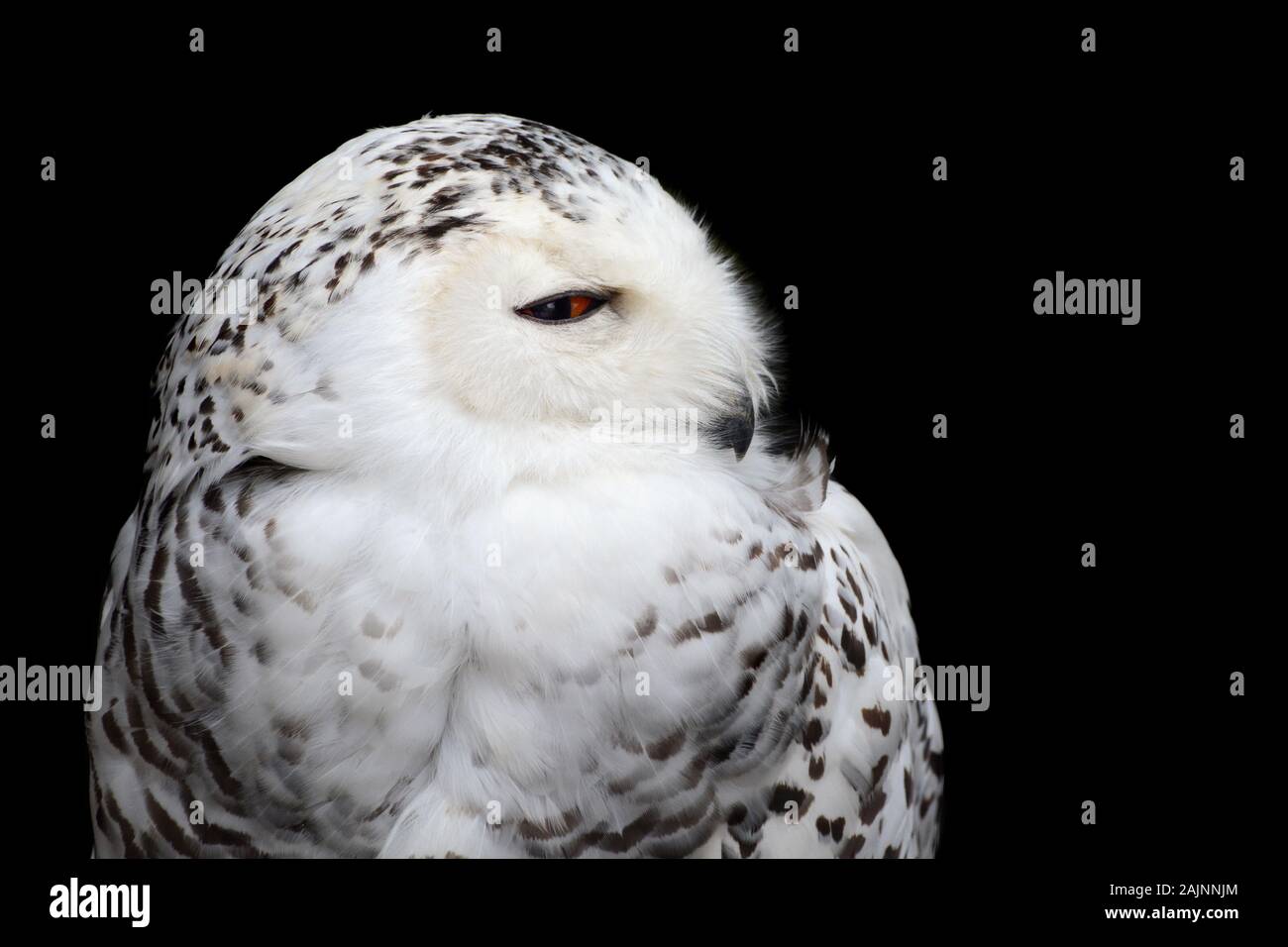 Closeup bird of prey portrait of a snowy owl isolated against a black background Stock Photo