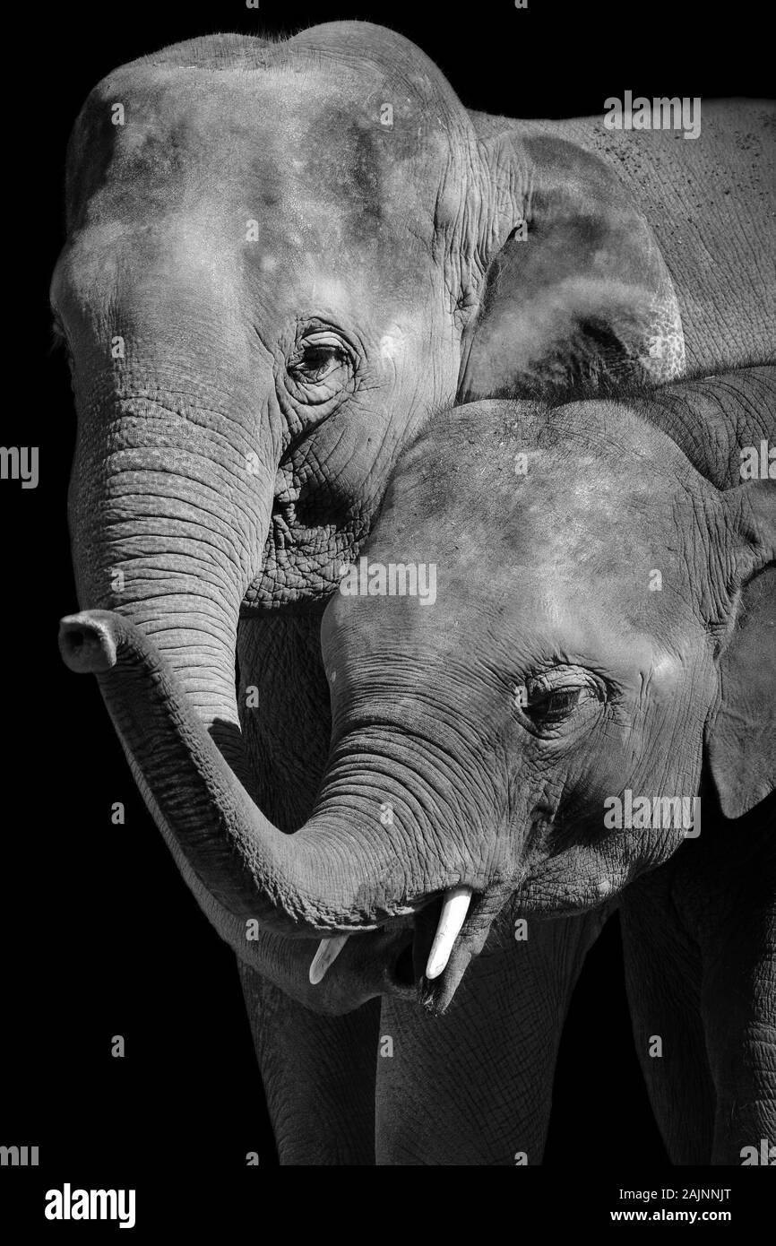 Family bond between a mother and baby elephant Stock Photo