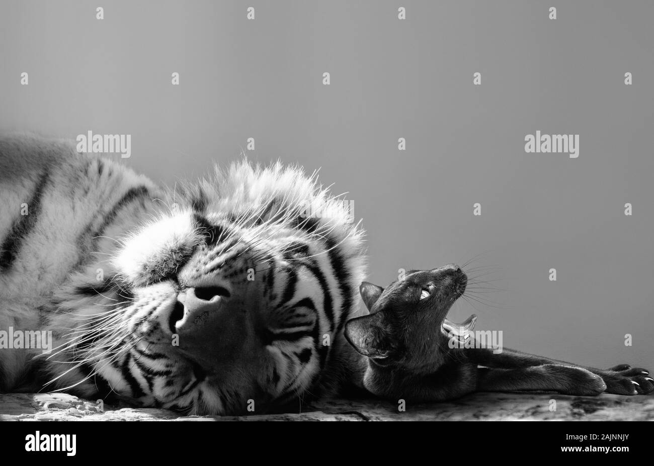 Black and white of a powerful tiger and small cat friend enjoying a catnap together Stock Photo