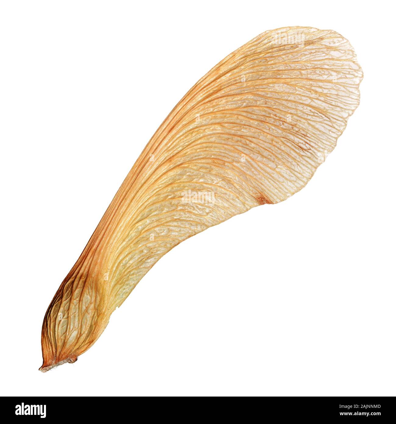 Isolated maple seed closeup macro with high detail Stock Photo