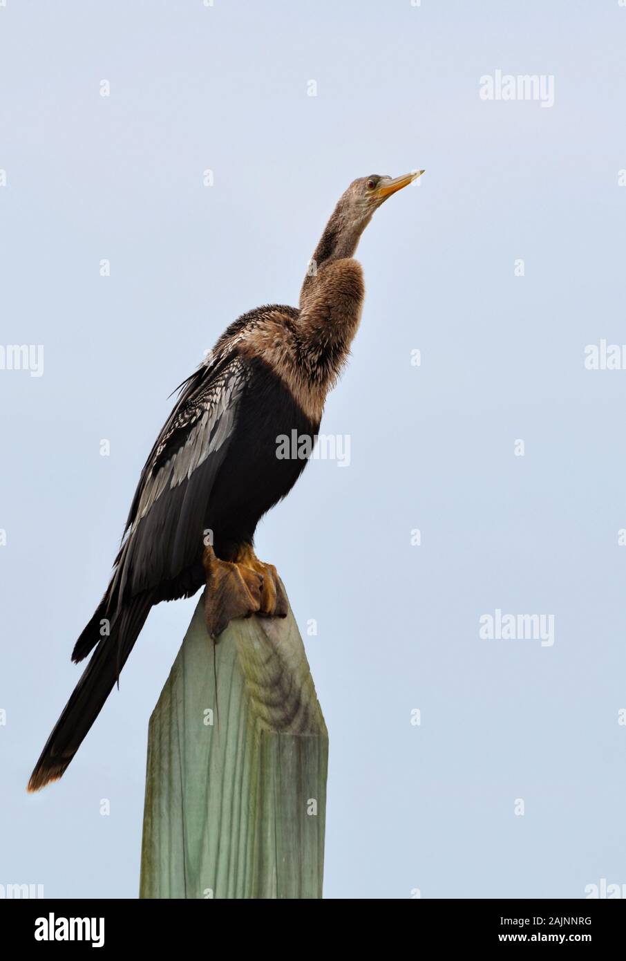 Anhinga, also known as snakebird or darter, perched on a post Stock Photo