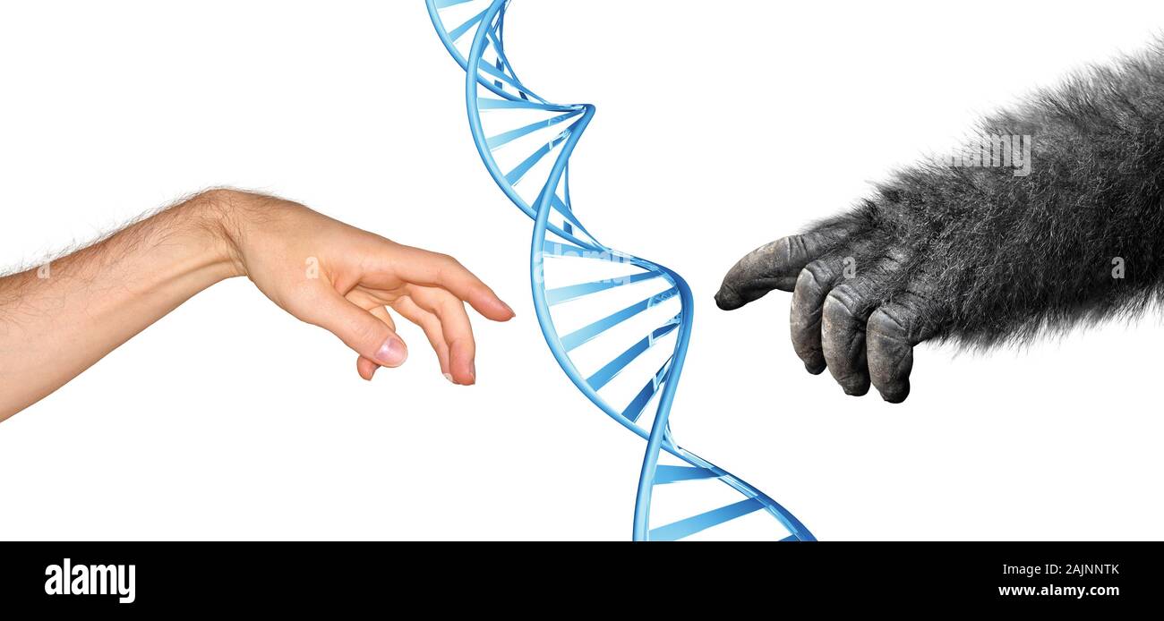 Genetic common ancestry concept for evolution of primates and humans Stock Photo
