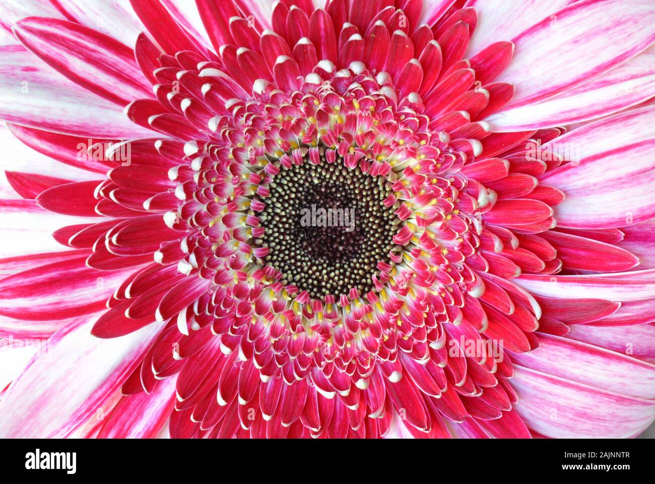 Pink petal background macro hi-res stock photography and images - Alamy