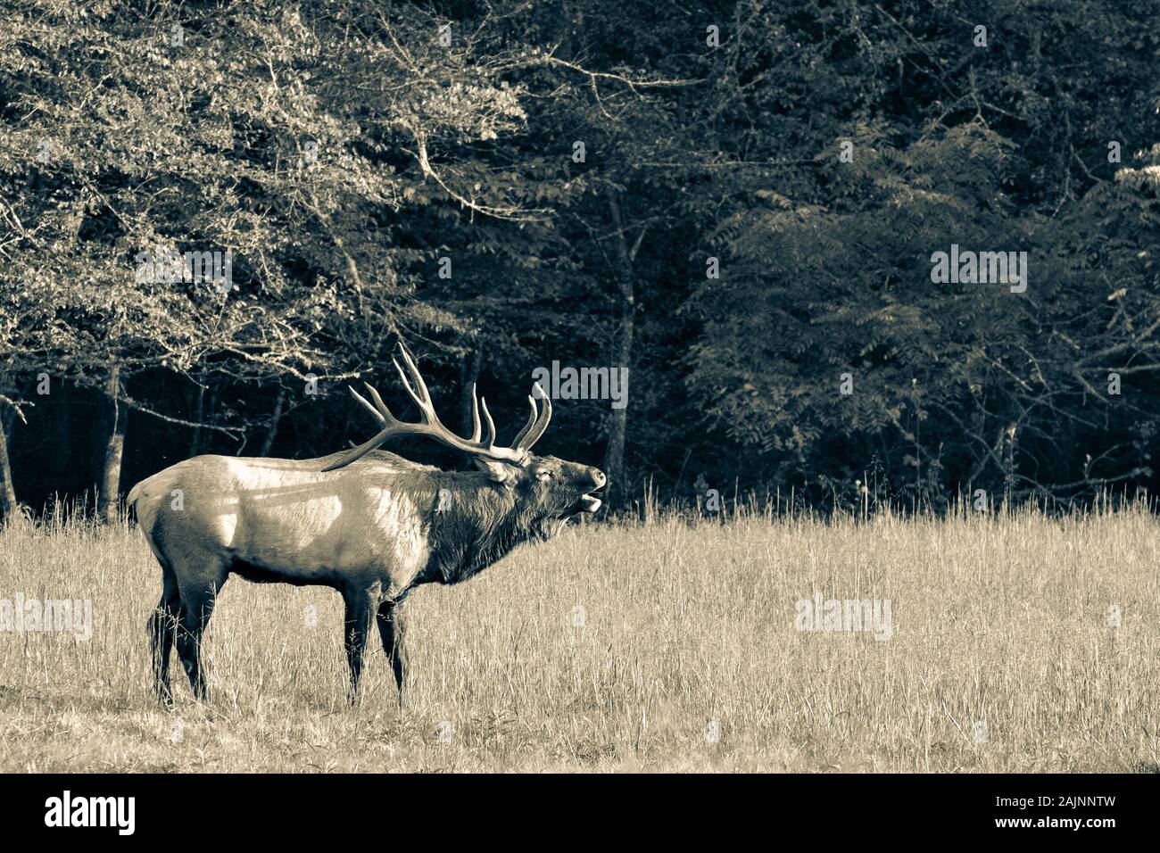 Wild bull elk with huge antlers bugling during rutting season at Cataloochee in the Smoky Mountains of North Carolina Stock Photo