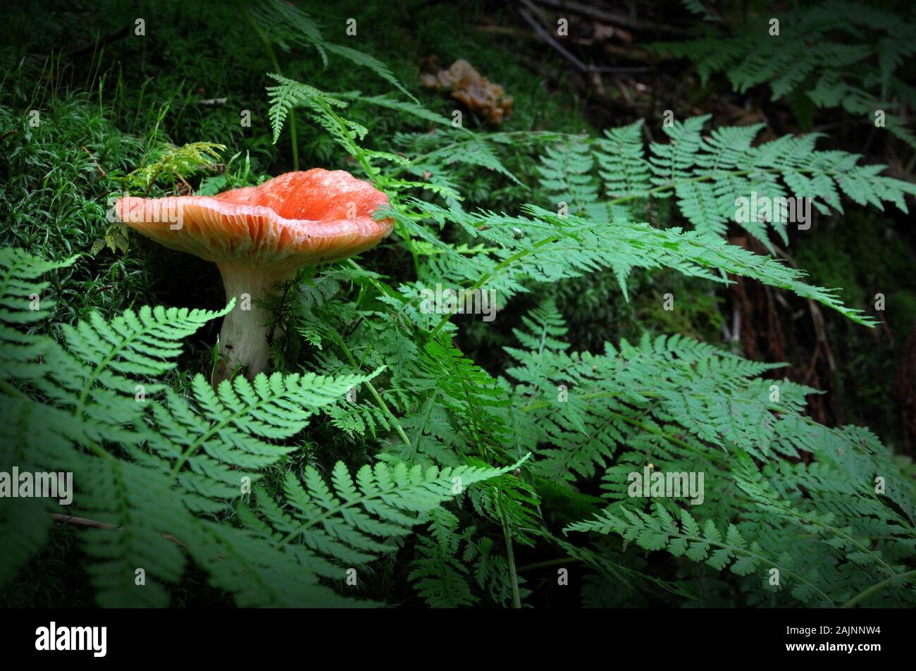 Red Russula silvicola agaric mushroom growing among green ferns Stock Photo