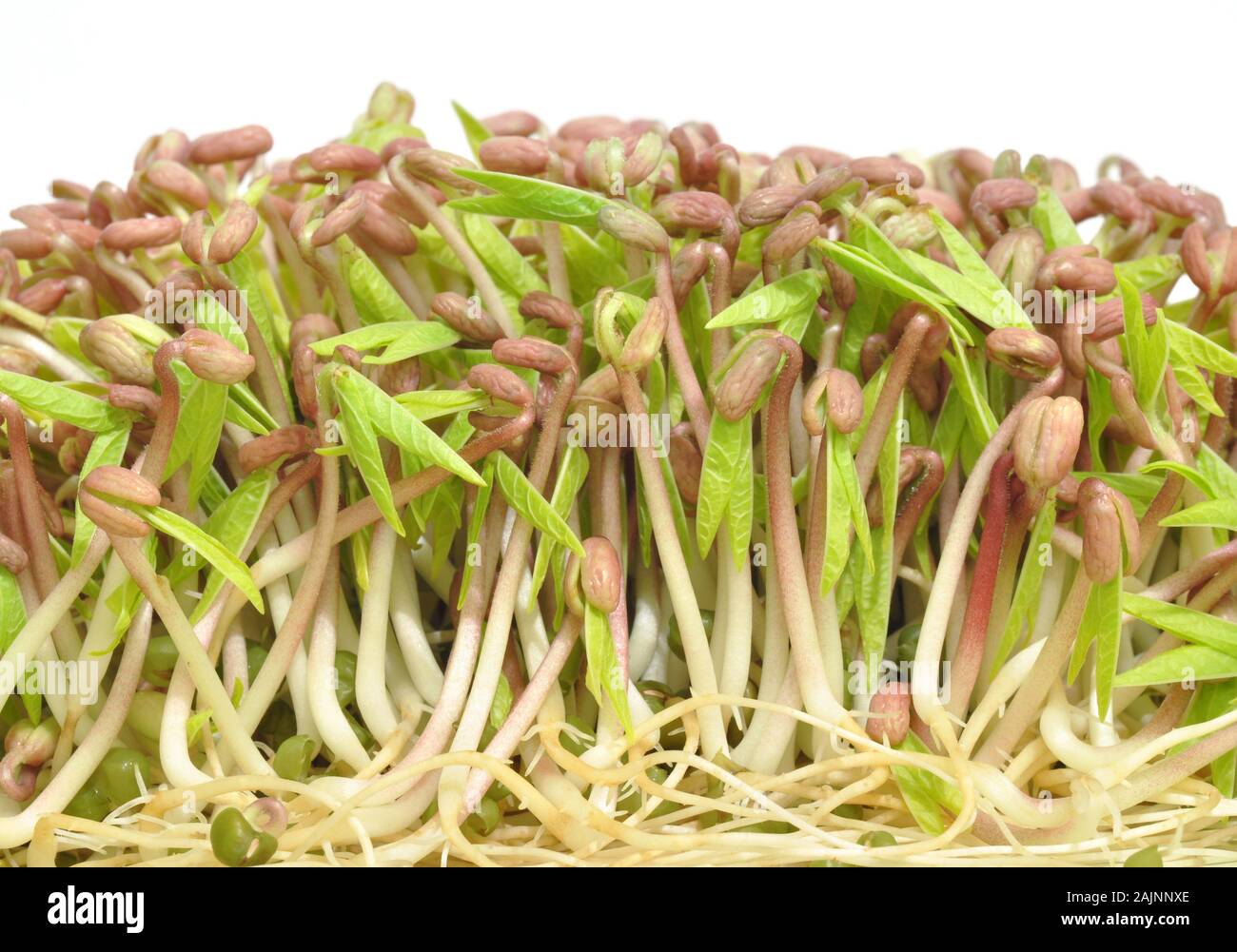 Macro close-up of healthy young mung bean sprouts Stock Photo