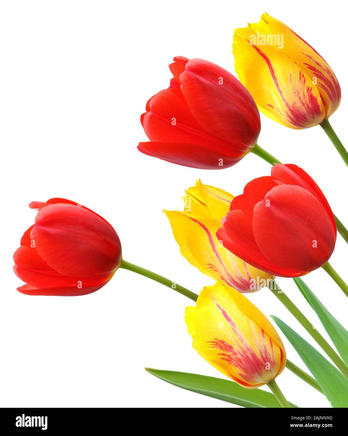 Red and yellow tulips isolated on white background Stock Photo - Alamy