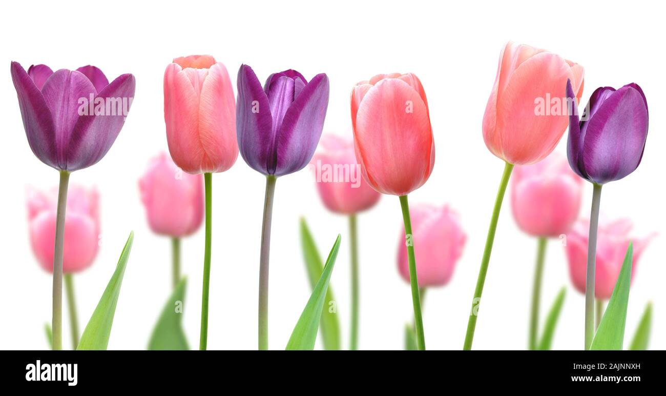 Beautiful flowers of purple and pink tulips on a white background Stock Photo